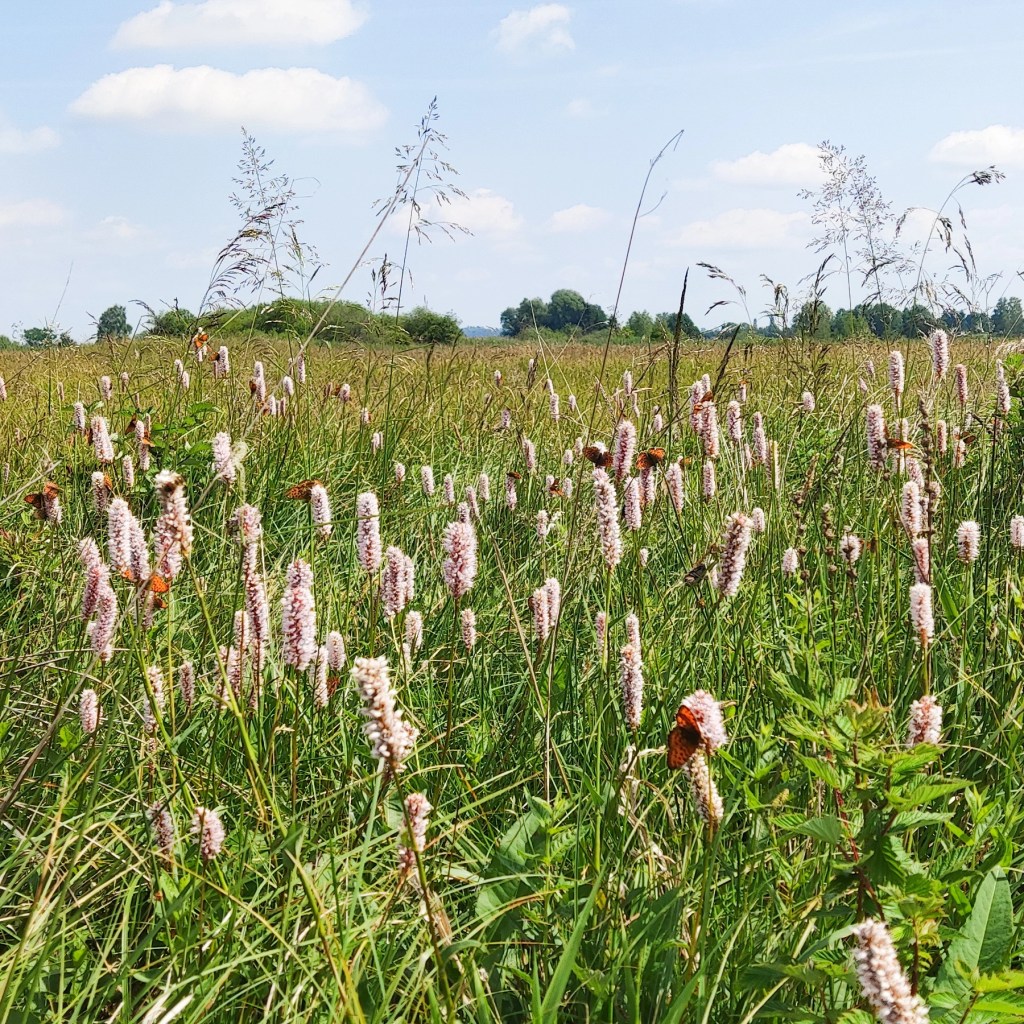 Blumenwiese mit Schmetterlingen als Headerbild der Startseite von Andrea Schewe Naturschutz und Landschaftsplanung