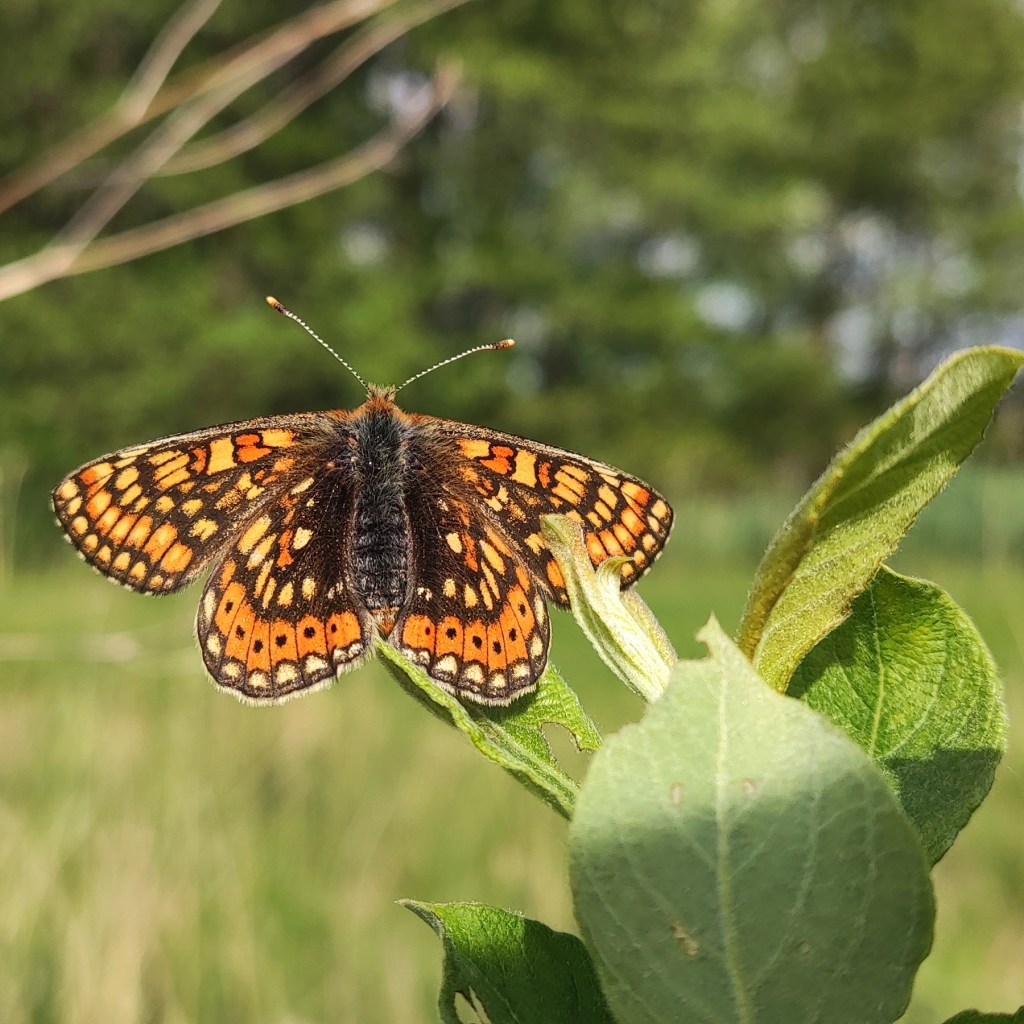 Goldener Scheckenfalter im Rahmen eines Biodiversitätsprojektes im Pfaffenhauser Moos