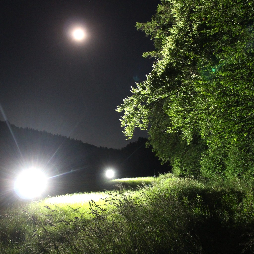 Untersuchung der Reaktion der Mopsfledermaus auf LED-Beleuchtung
