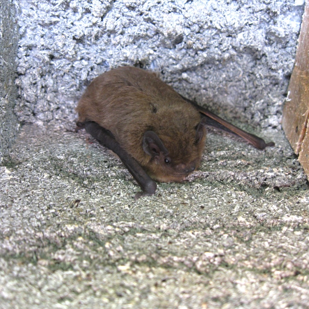 Rauhautfledermaus bei der Kontrolle von Fledermauskästen im Rahmen von Ausgleichsmaßnahmen in Lindau